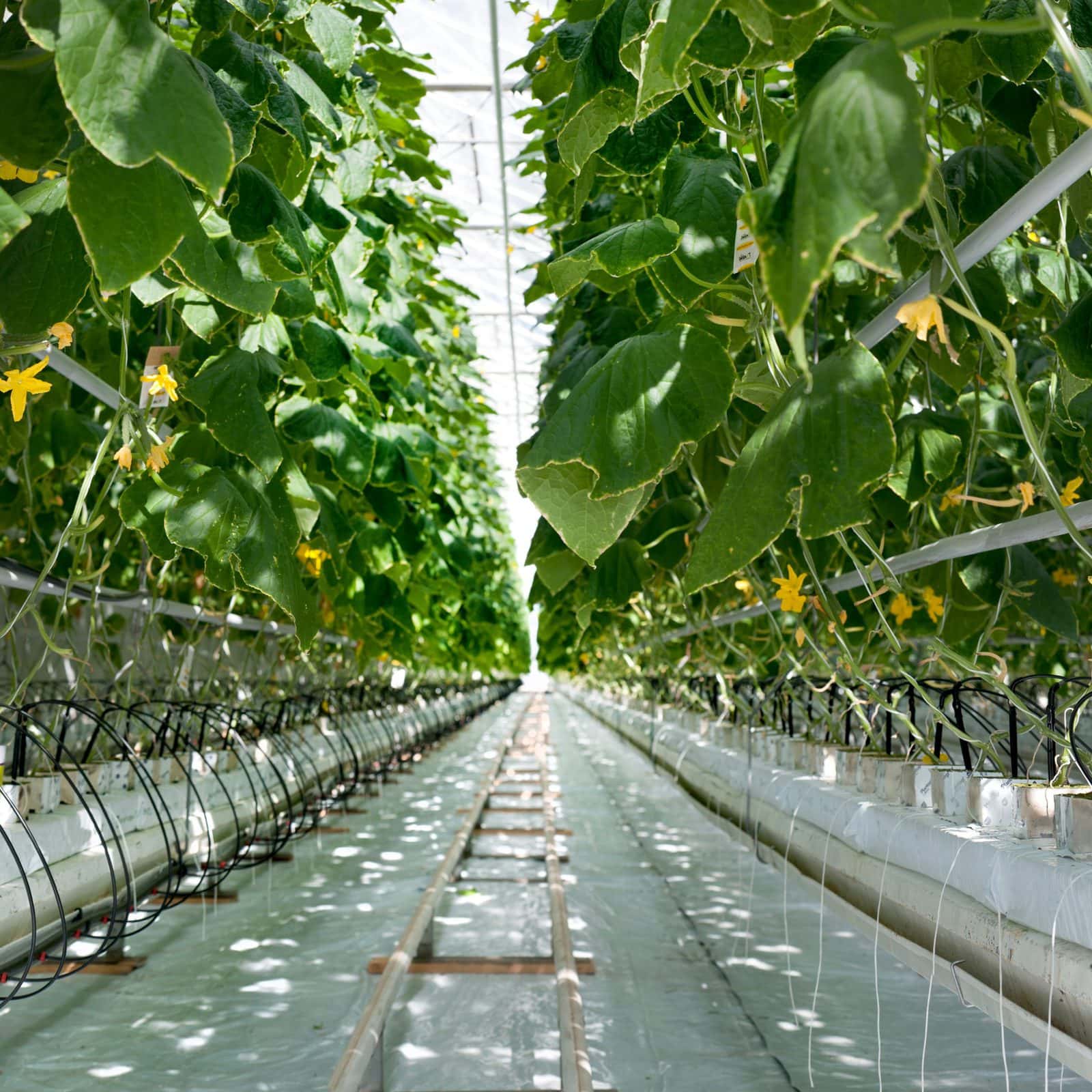 В Нижегородской области увеличатся урожаи тепличных овощей