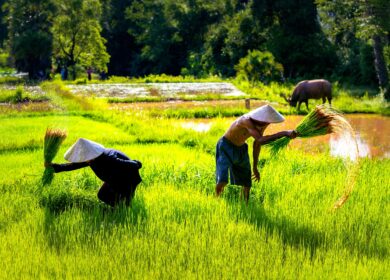В Камбодже вырастет импорт агрохимикатов