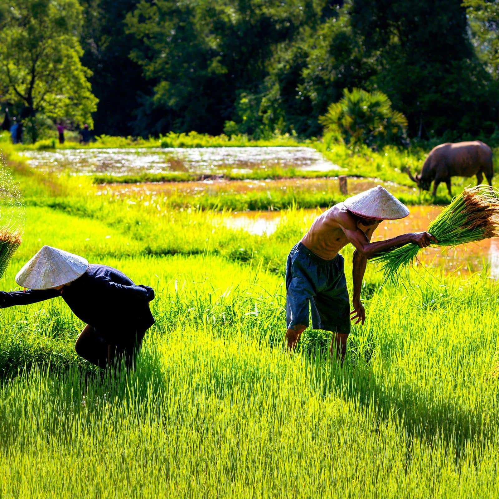 В Камбодже вырастет импорт агрохимикатов