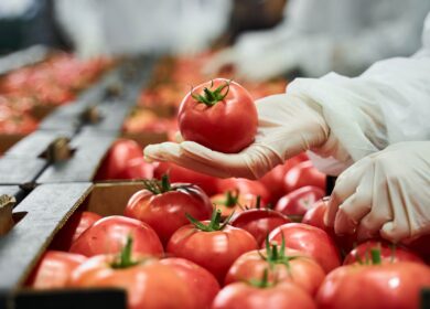 Bayer приступает к продажам новых сортов томатов