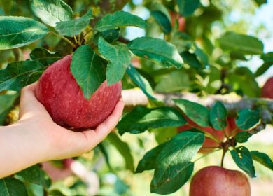 Symborg выводит на рынок новый биостимулятор