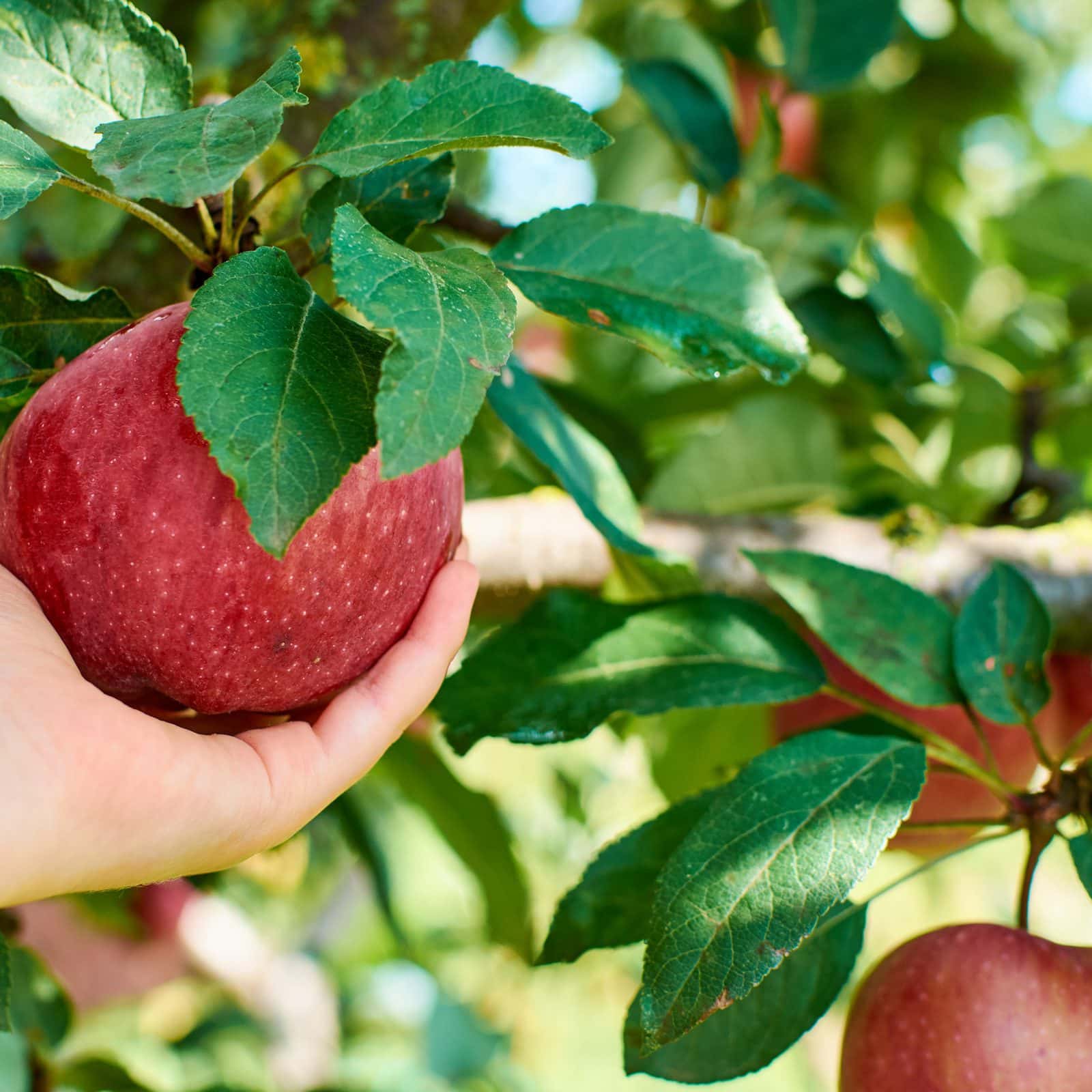 Symborg выводит на рынок новый биостимулятор