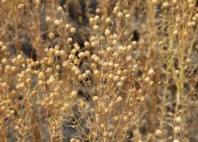 Лён масличный: технология возделывания, сорта, уборка