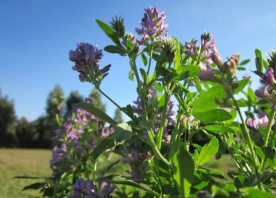 PlantArcBio и Bioceres выведут новые сорта люцерны