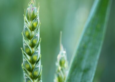 В Бразилии наложено вето на генномодифицированную пшеницу