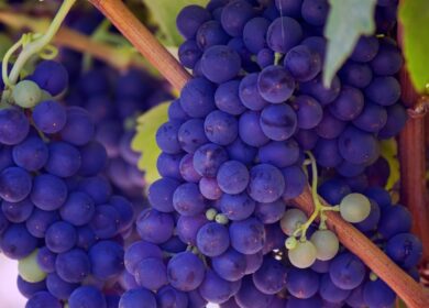 Bayer получил неожиданную проблему