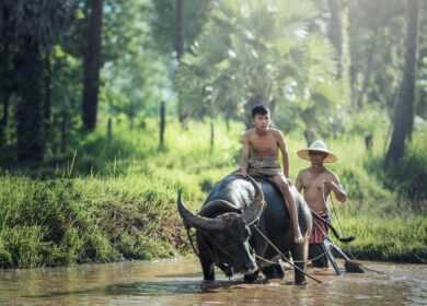В Китае борются с высокими ценами на удобрения