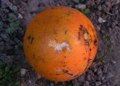 Ученые по-новому взглянули на процесс гниения в почве