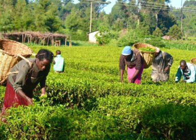 В Нигерии продолжается борьба с фальсификацией агрохимикатов