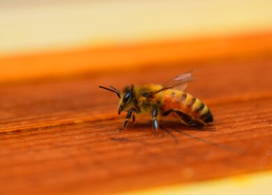 Ученые разработали антидот от пестицидов