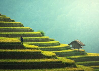 Huy Yun Agriculture почувствовала укрепление спроса