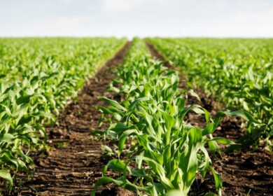 Nufarm Americas вывела на рынок новый гербицид
