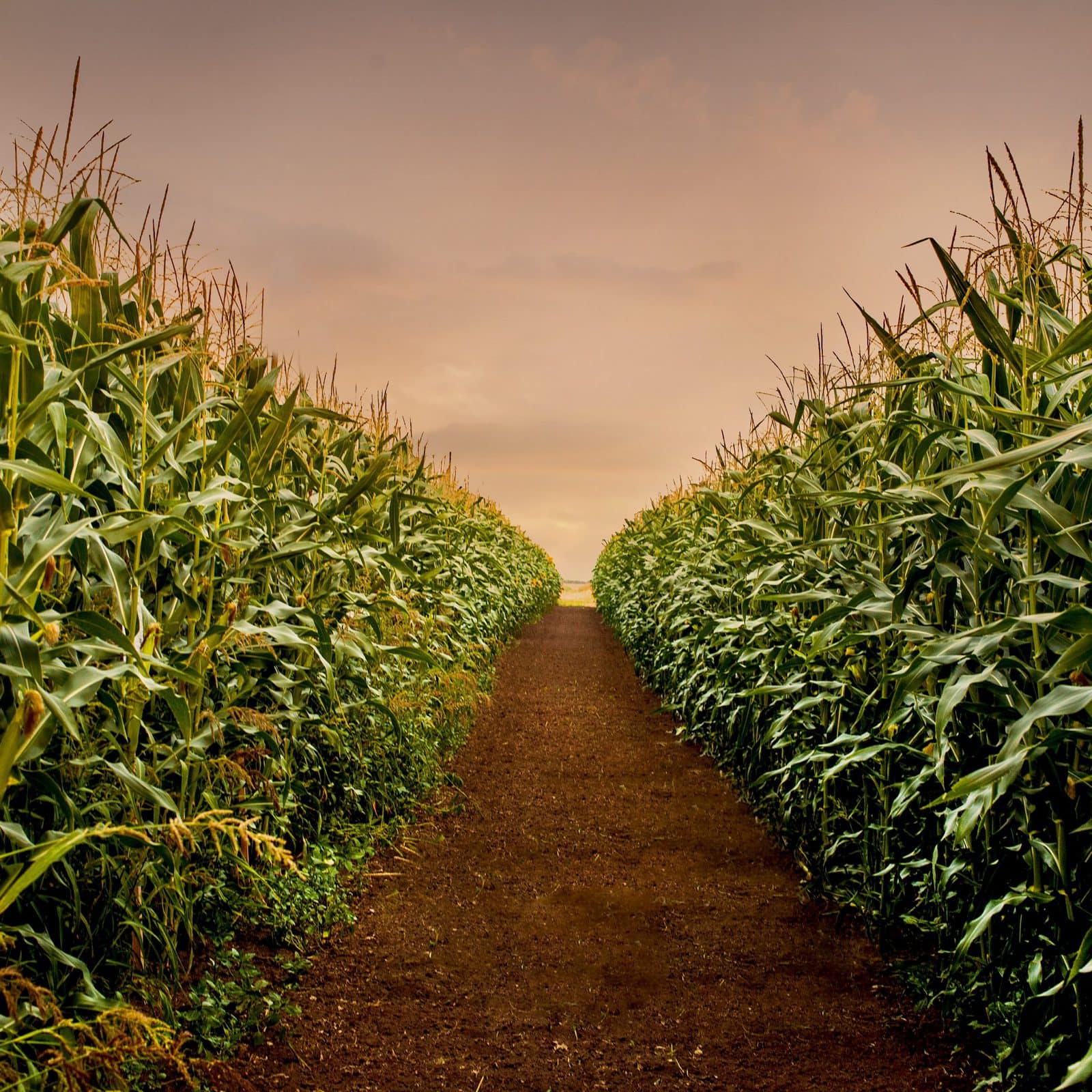 Koch Fertilizer расширит поставки в Кукурузный пояс США