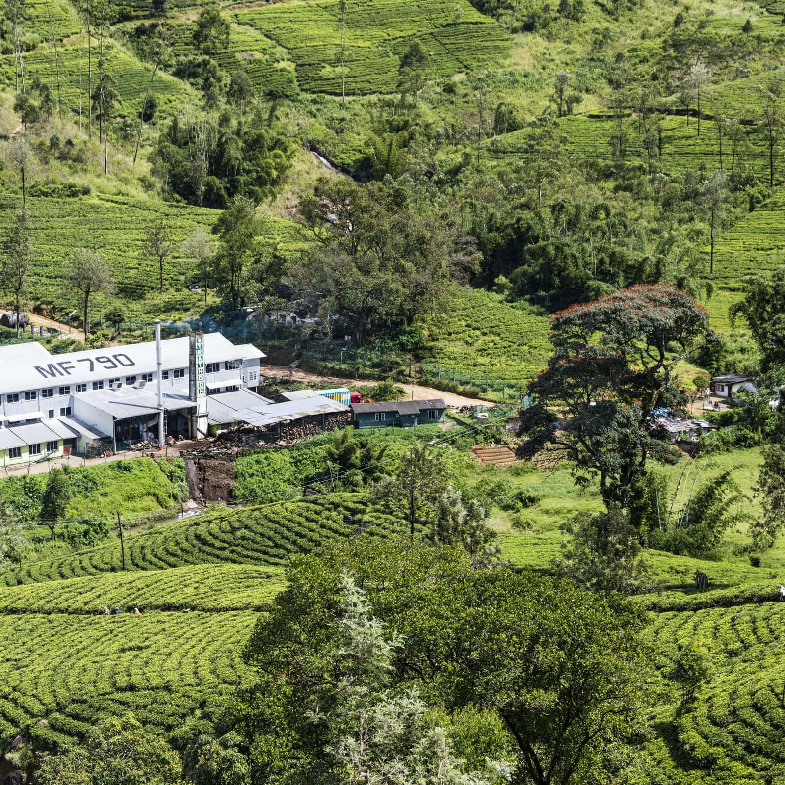 На Шри-Ланке хотят импортировать карбоновые удобрения
