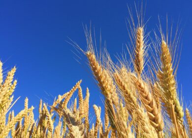 Ostchem запускает новую программу