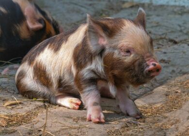 Вокруг свиного навоза накаляются страсти