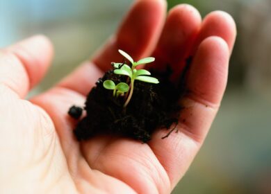 В Туркменистане нашли применение помету и фосфоритам