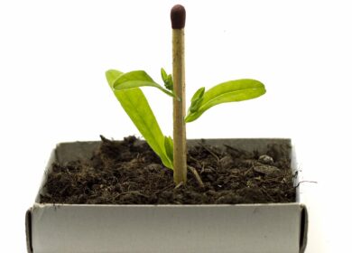 Ученые упростили селекцию устойчивых сортов