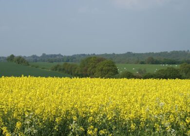 Origin Enterprises уходит с рынка Бельгии