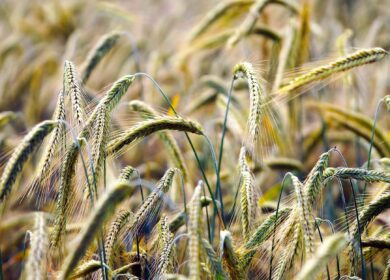 «Агроком» приобрел «Золотовское»