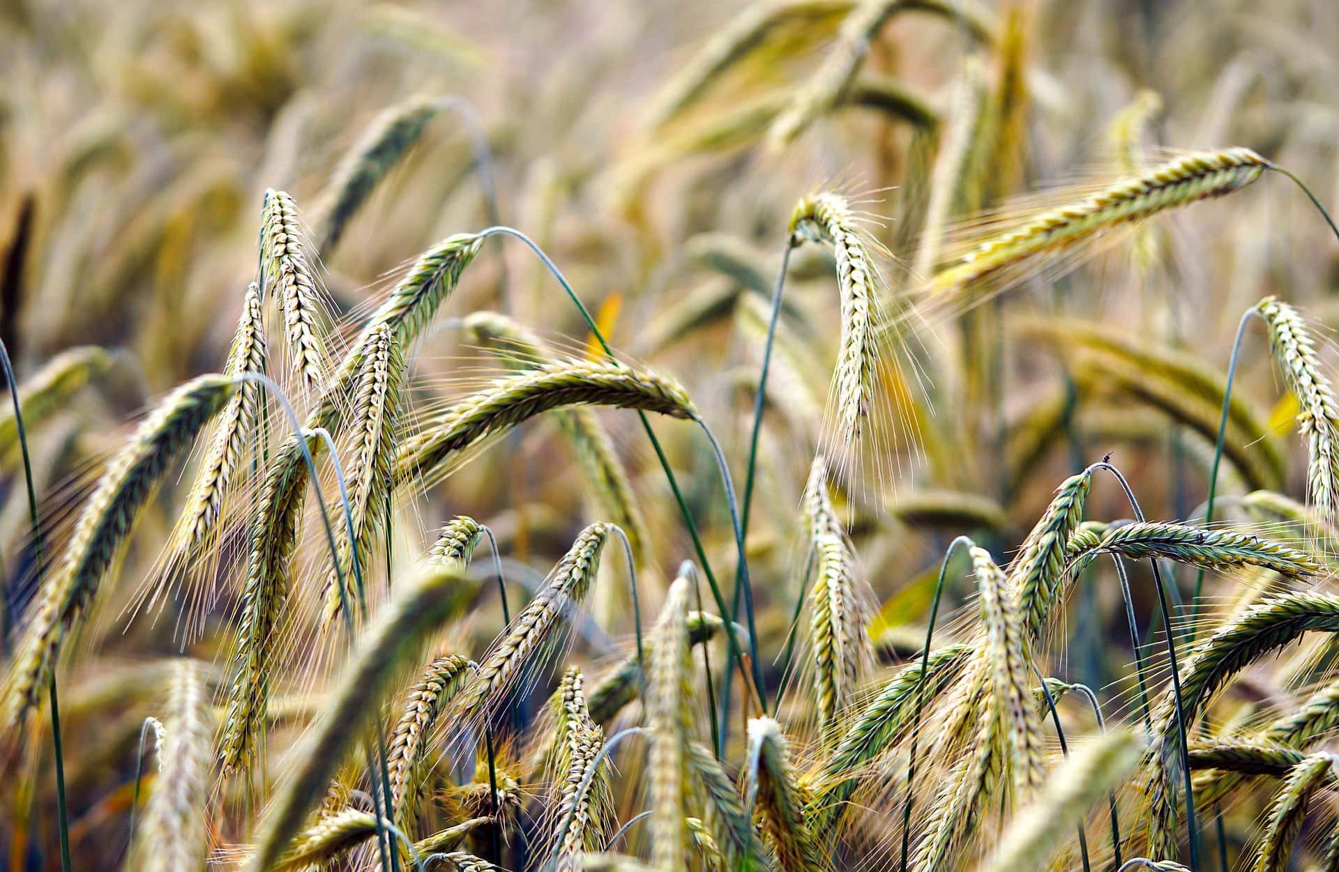 «Агроком» приобрел «Золотовское»