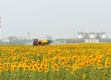 «ФосАгро» провела «День поля» в Саратовской области