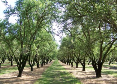 В Австралии тестируют новый робот-опрыскиватель