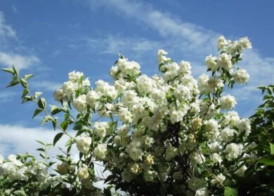 Подкормка жасмина: эффективные удобрения для чубушника