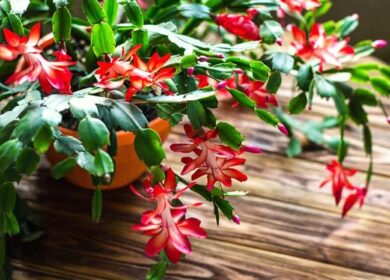 Чем и как подкормить декабрист