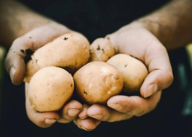 Картофельная отрасль нуждается в цифровых инструментах