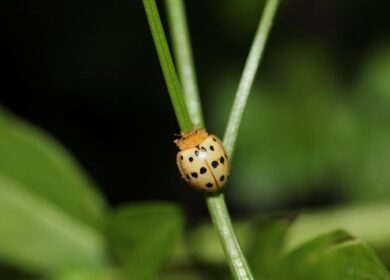 В Канаде дроны расправились с паразитами