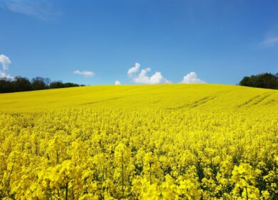 В Великобритании предложили бороться с сорняками по-новому