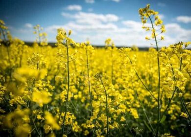 Что такое рапс и что из него делают