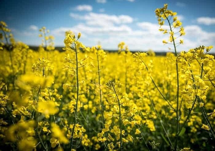 Что такое рапс и что из него делают