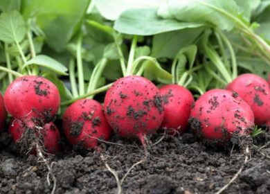 Как, когда и чем подкармливать редис для получения хорошего урожая