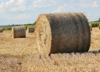 В Индии нашли применение пожнивным остаткам