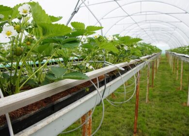 В Великобритании построят вертикальную ферму