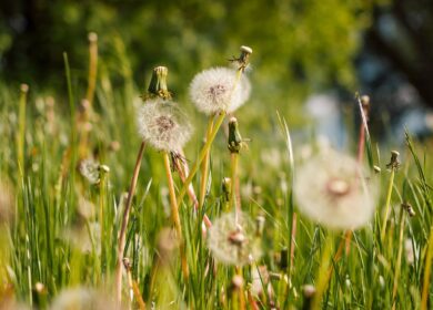 Дрожжи и бактерии будут совместно бороться с сорняками