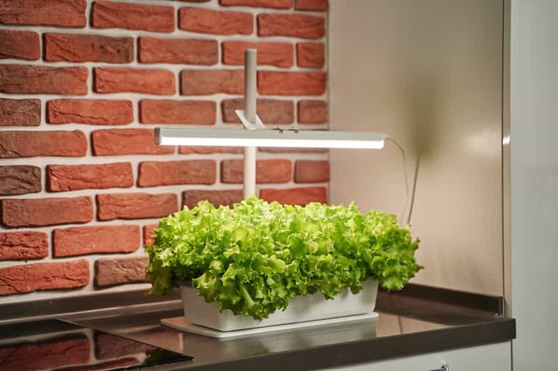 Досветка растений в домашних условиях