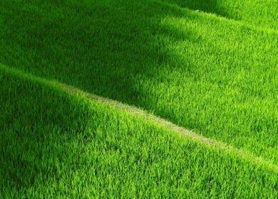 В Малайзии реализован интересный проект