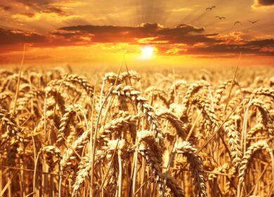 В Москве обсудят перспективы сельскохозяйственного экспорта