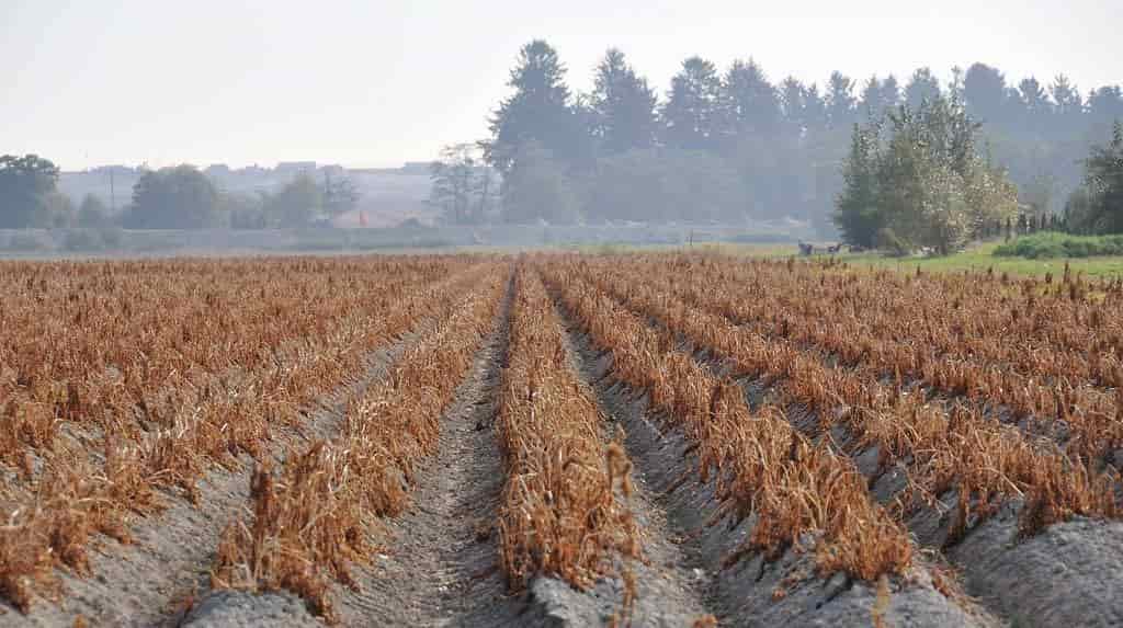 Сеникация и десикация картофеля: что это такое, как применять и когда проводить