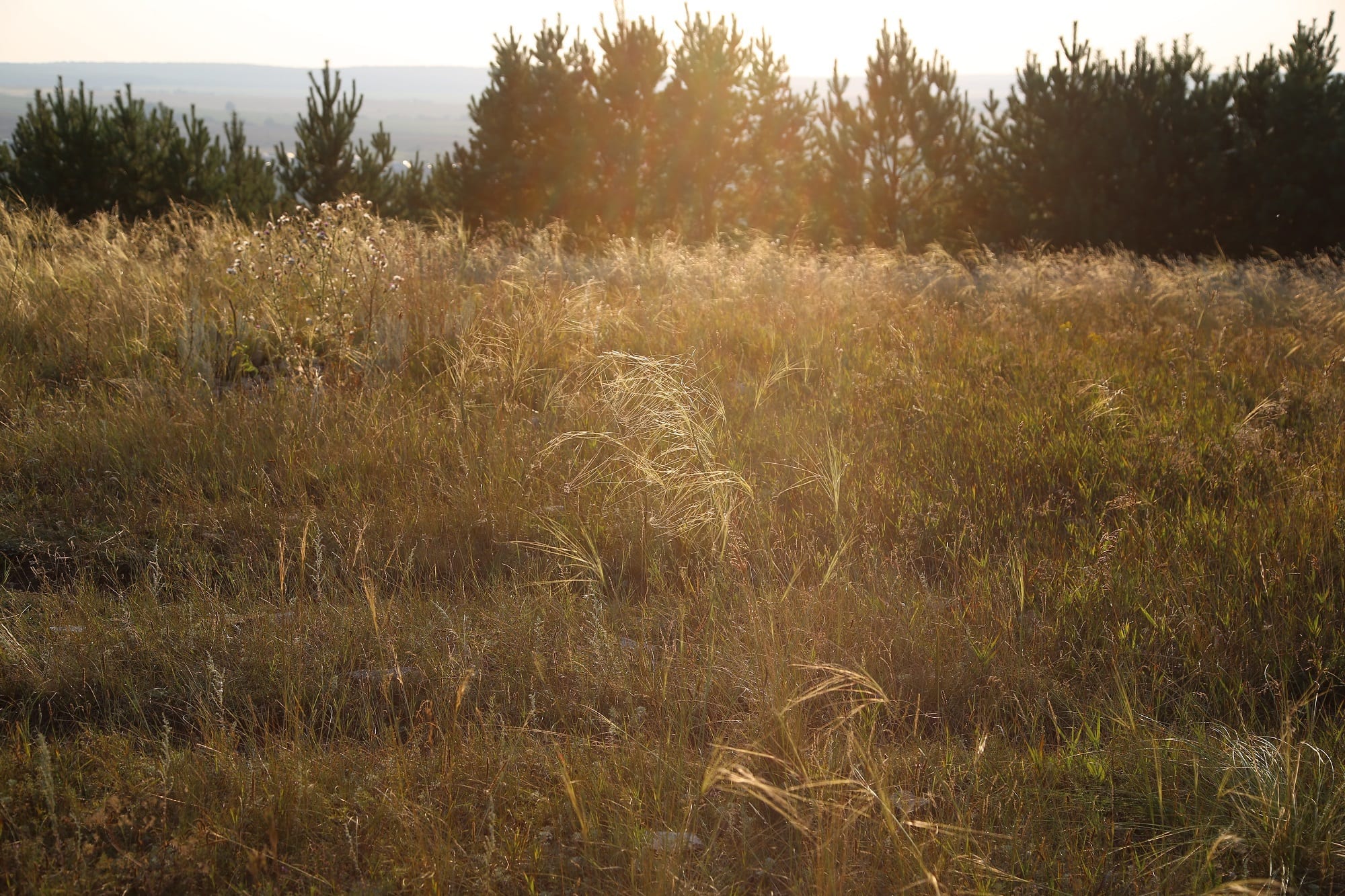 «Август-Агро» вернет в оборот 16 тыс. га заброшенных земель в Татарстане
