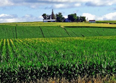 Novozymes и Anuvia Plant Nutrients создадут новые продукты