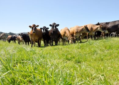 Qilian International увеличит выпуск органических удобрений