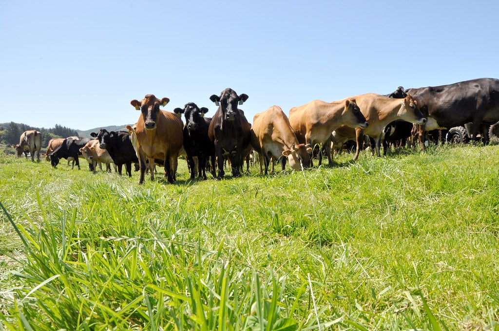 Qilian International увеличит выпуск органических удобрений