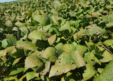 Ученые создали новый биофунгицид