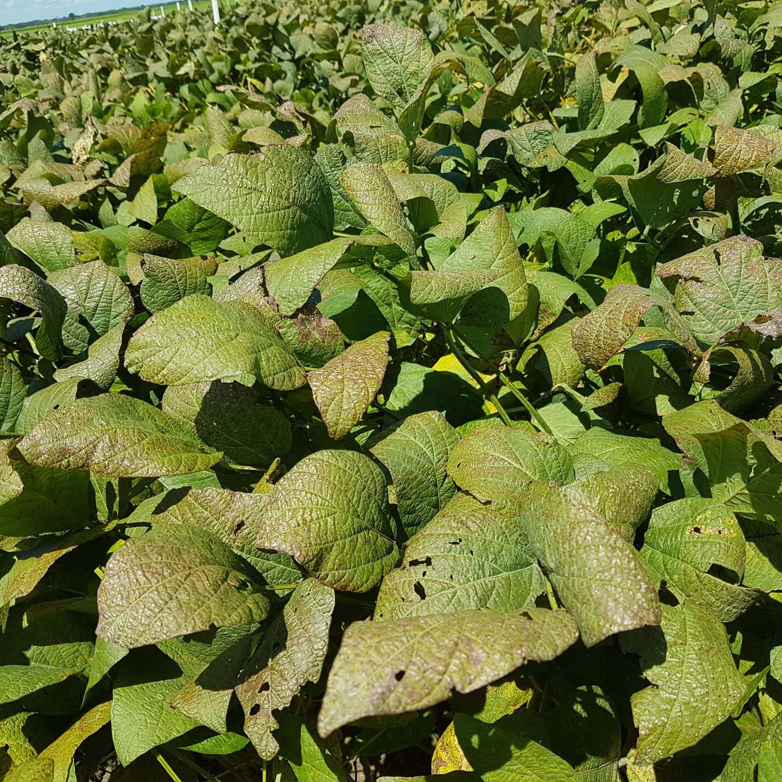 Ученые создали новый биофунгицид