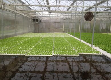 В Китае представили новинку глубоководного выращивания