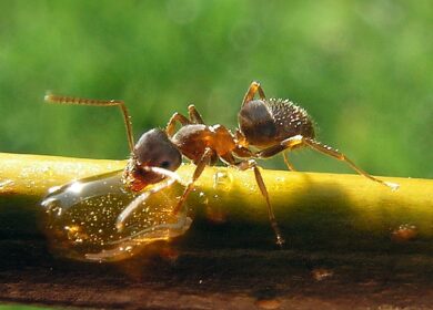Муравьи могут заменить пестициды